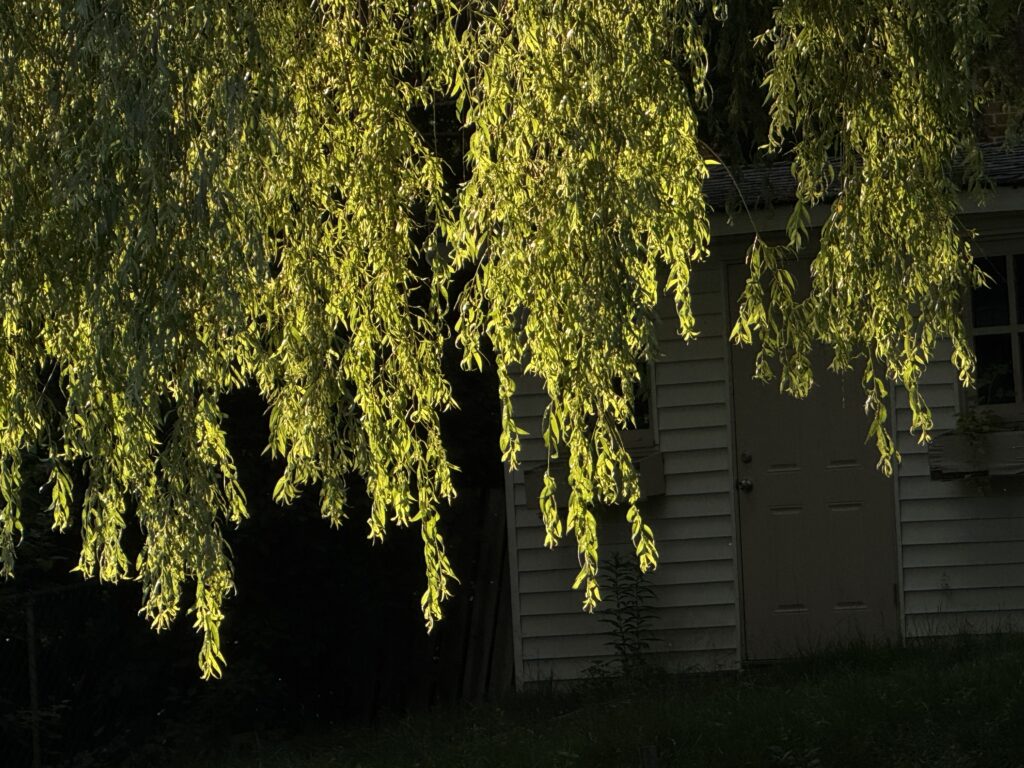 Weeping willow tree